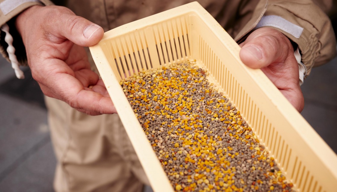 Bees in Siemensstadt Square - Ingo Buschmann shows a full pollen filter from his bee colony