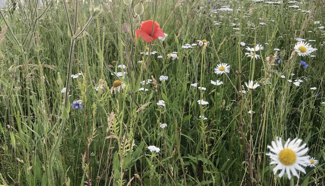 Biodiversity - Meadow with wild flowers